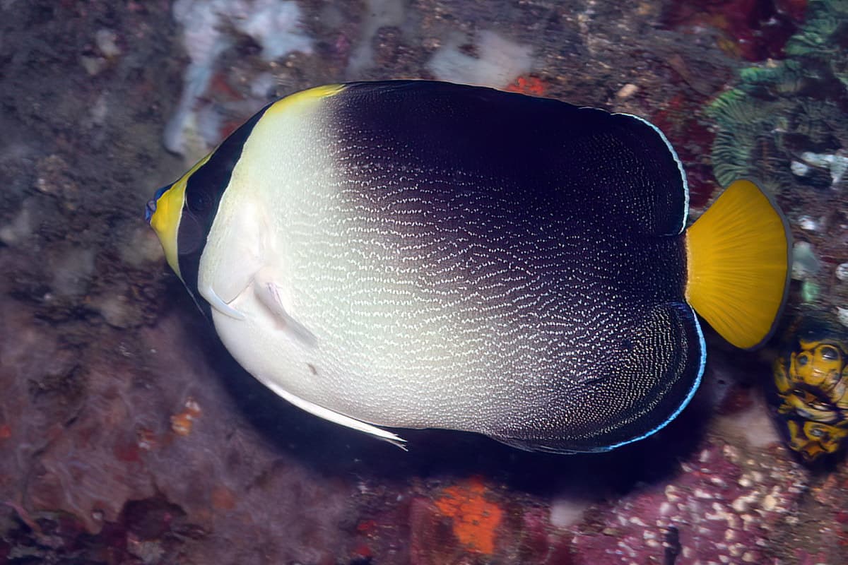 Vermiculated Angelfish (Chaetodontoplus mesoleucus)