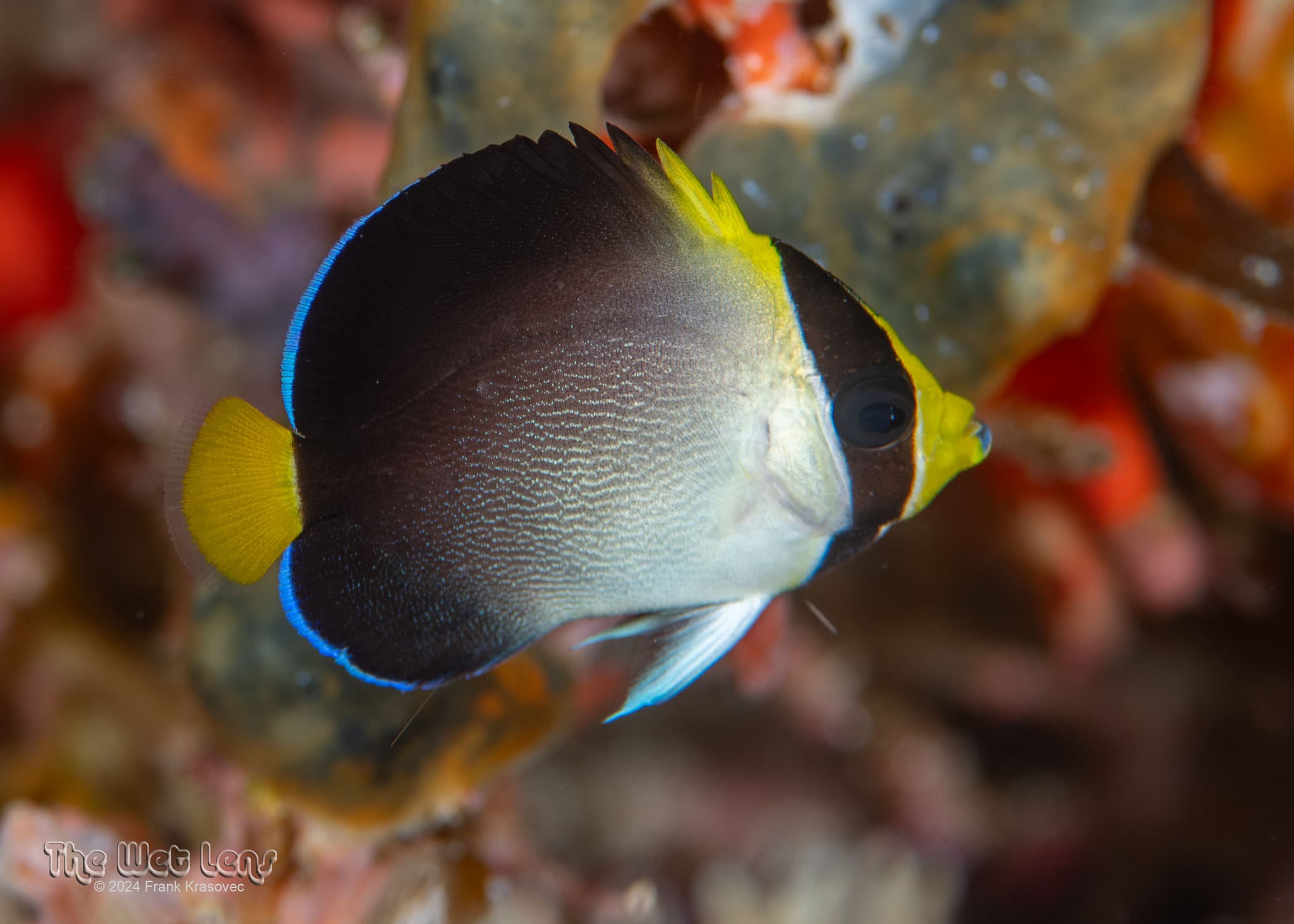 Vermiculated Angelfish (Chaetodontoplus mesoleucus)