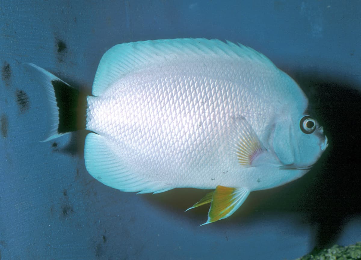 Masked Angelfish (Genicanthus personatus)