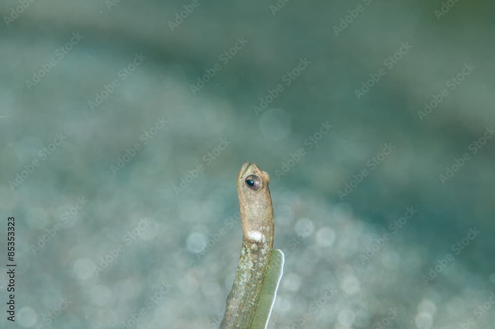 scuba diving lembeh indonesia many-toothed garden eel