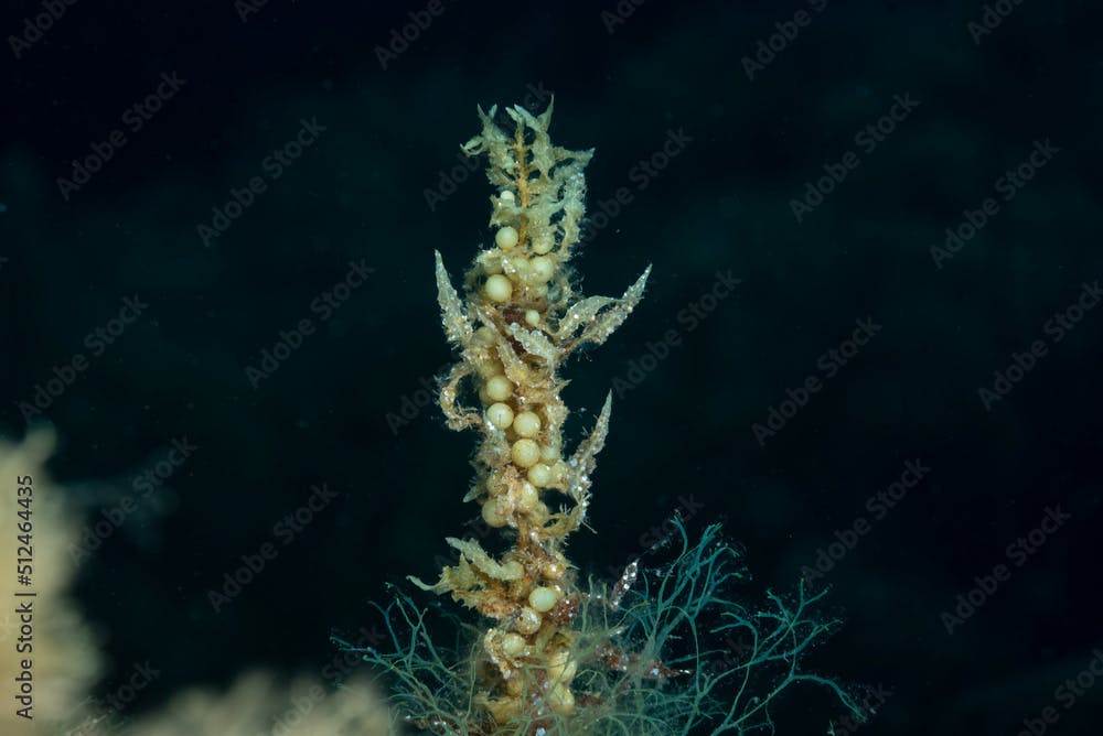 Ramo di alga Sargassum vulgare con vescicole