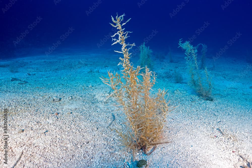 Sargassum sea weed, Sargassum vulgare, at 35 meters depth, Mersincik Island Gökova Bay Turkey