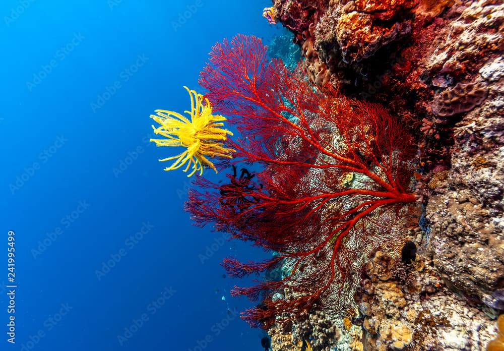 Underwater, Lembeh Strait,Indonesia