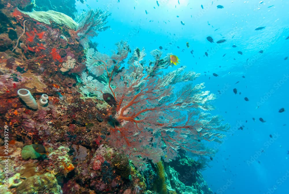 Coral garden in Caribbean