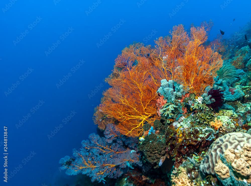 Underwater, Lembeh Strait,Indonesia