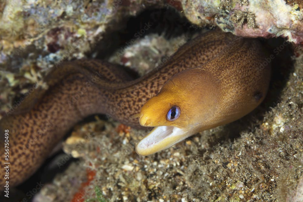 Dwarf Moray (Gymnothorax melatremus); Maui, Hawaii, United States of America