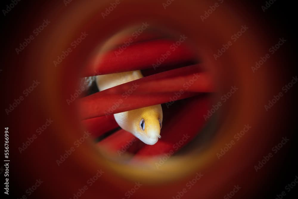 Dwarf Moray Eel (Gymnothorax Melatremus) hides inside a red pencil urchin (Heterocentrotus mamillatus); Maui, Hawaii, United States of America