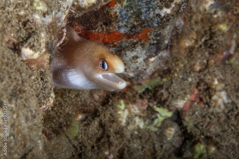 A close-up underwater view of a Dwarf Moray eel (Gymnothorax melatremus); Wailea, Maui, Hawaii, United States of America