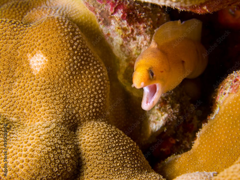 Dwarf Moray (Gymnothorax melatremus)