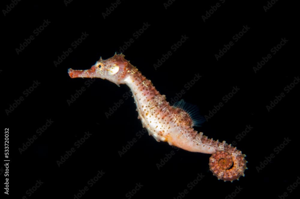 Hawaiian Pelagic Seahorse