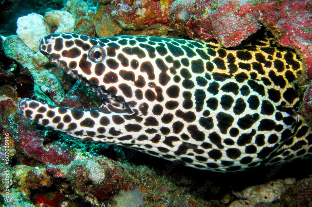 Honeycomb Moray