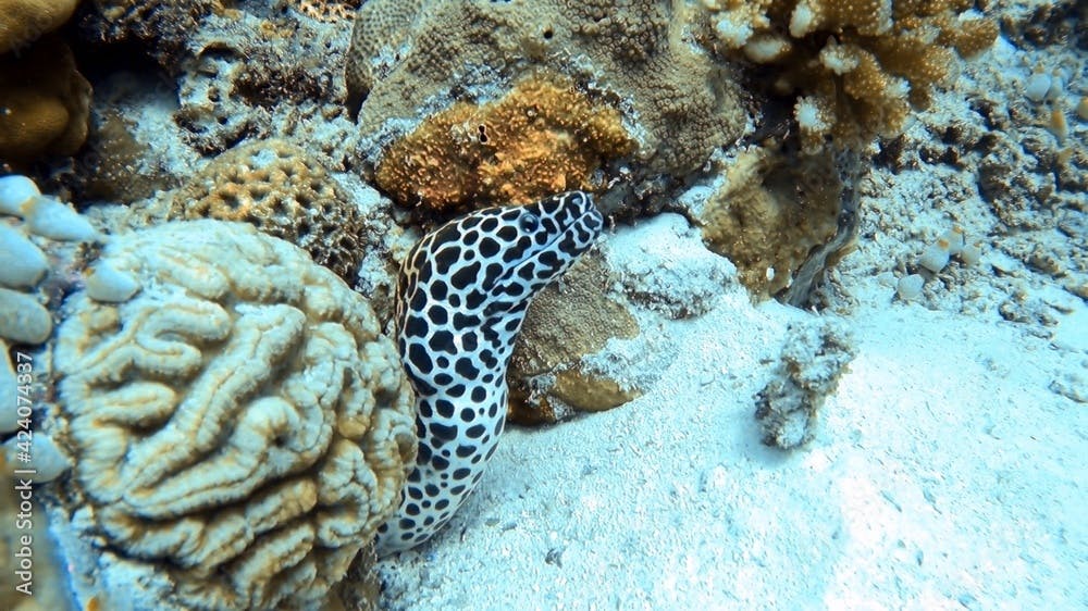 Honeycomb Eel in Coral Reef