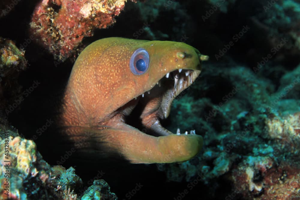 Panamic Green Moray (Gymnothorax castaneus) with Open Mouth, Looking out from Its Cavity in the Reef. Coiba, Panama