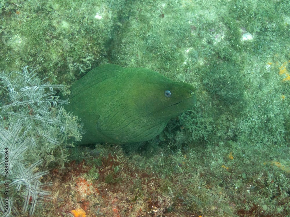 Panamic Green Moray