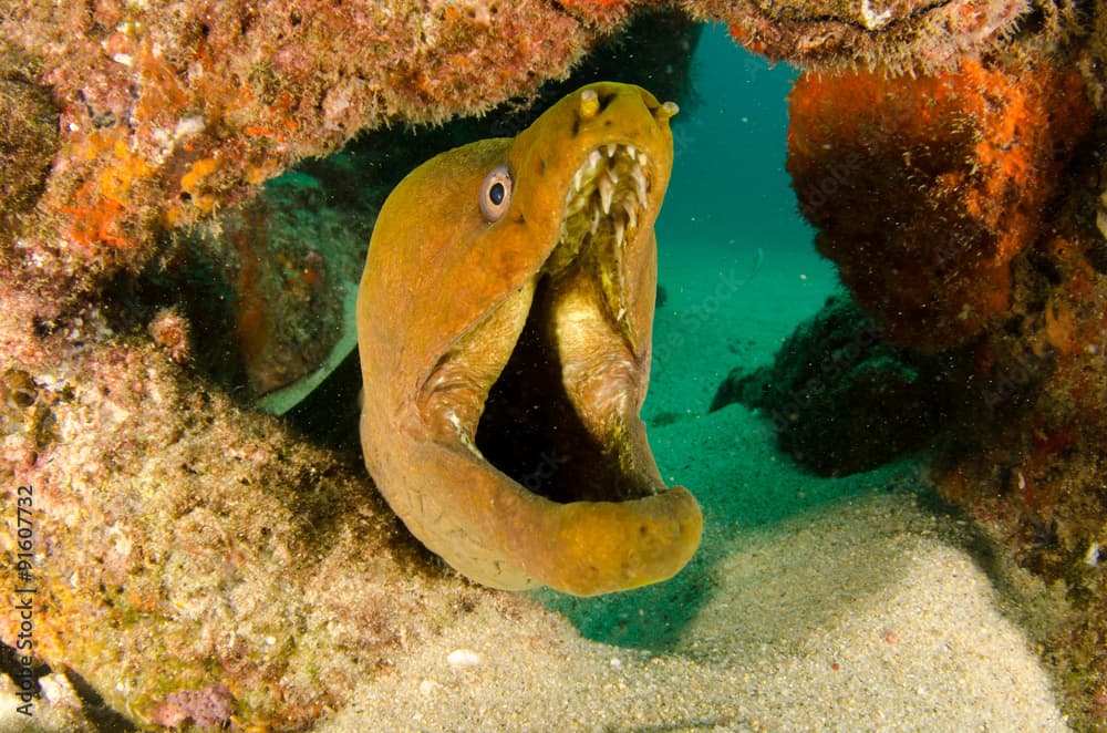 Panamic Green Moray Eel (Gymnothorax castaneus), mouth wide open resting in reefs of the Sea of Cortez, Pacific ocean. Cabo Pulmo, Baja California Sur, Mexico. The world's aquarium.