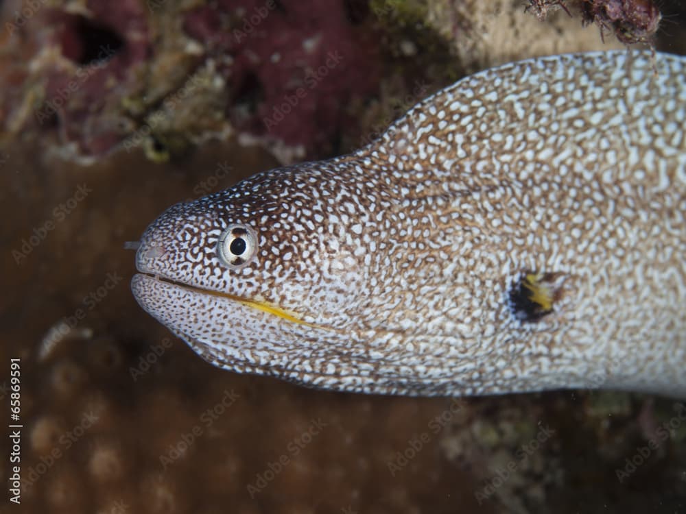 Yellowmouth moray