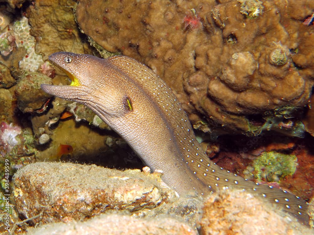 A Yellowmouth moray Gymnothorax nudivomer outside its burrow