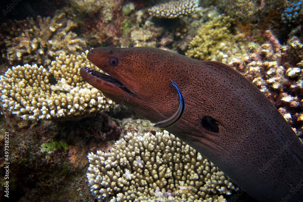 Giant Moray Eel - Gymnothorax Nudivomer with its cleaner fish