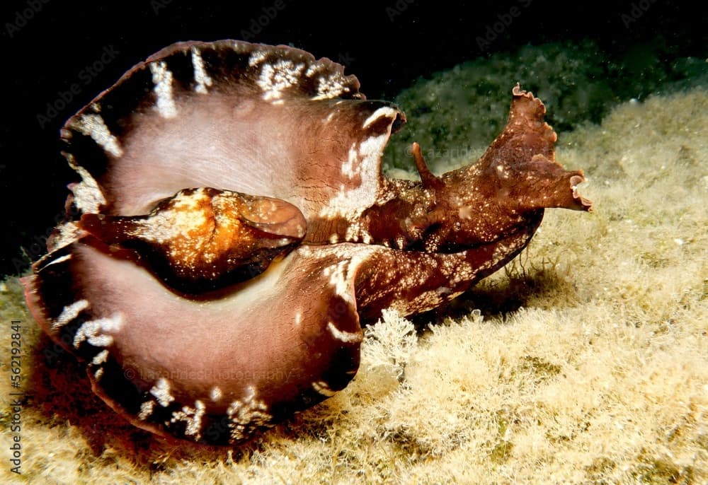 Sea hare Aplysia fasciata from Cyprus