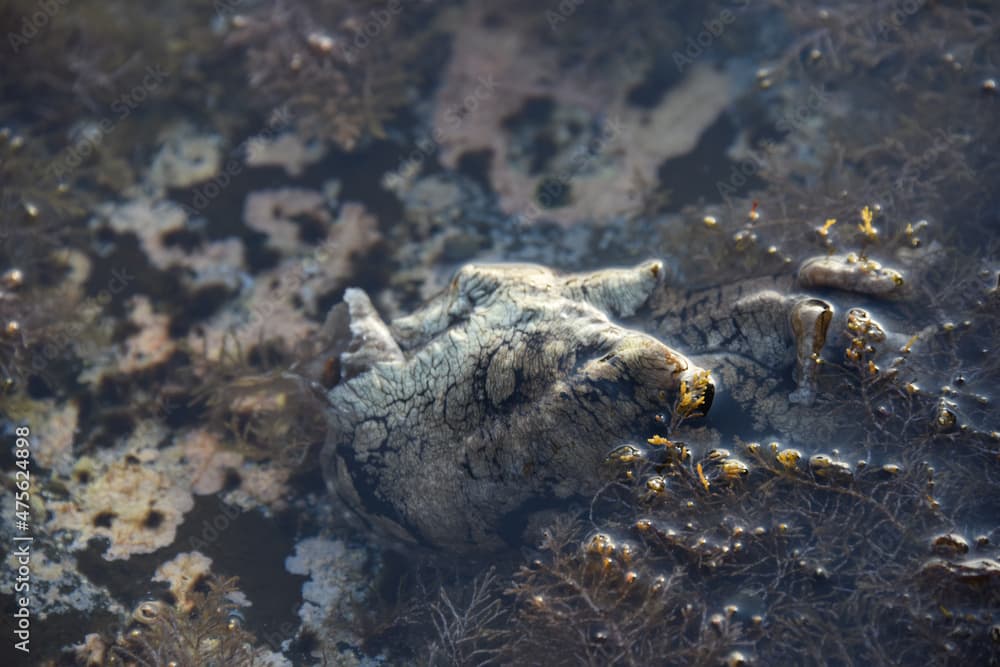 Close-up shot of beautiful Aplysia californica in dirty sea