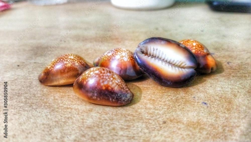 Beautiful Monetaria caputserpentis on the table