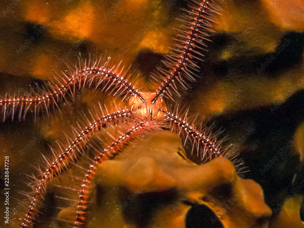 Common brittlestar,Ophiura ophiura,