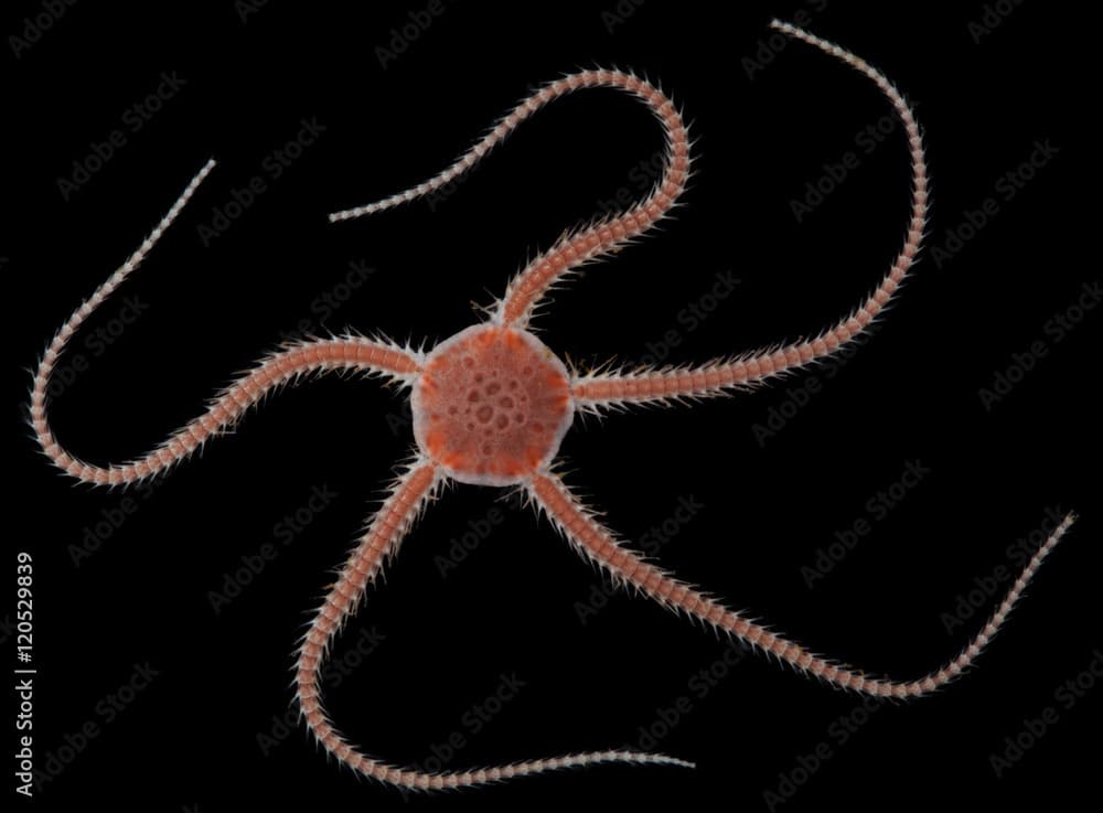 Starfish Ophiocten sericeum on black