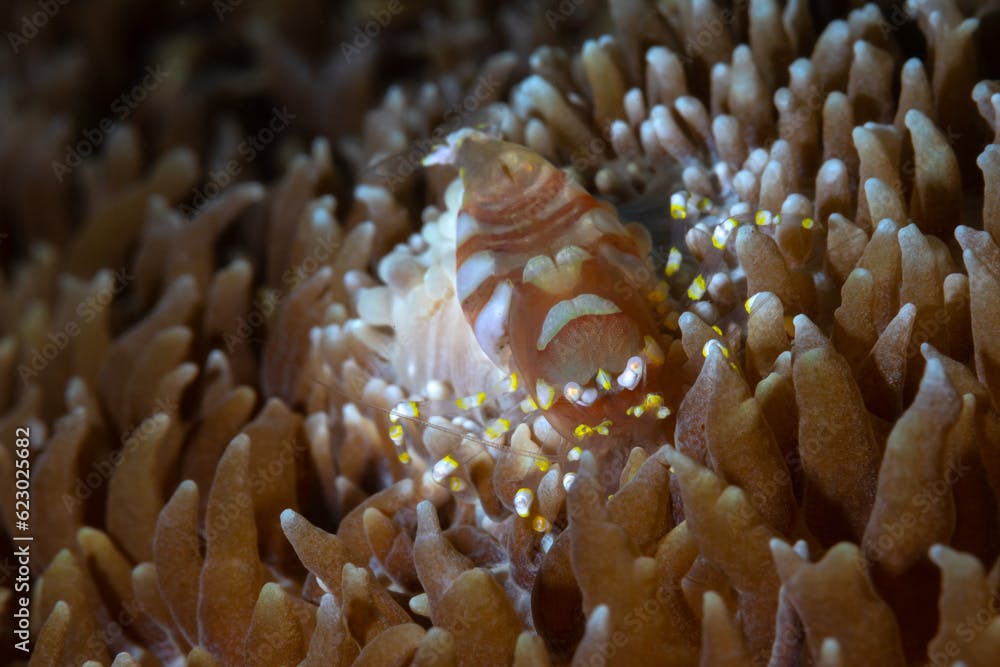 Disk Anemone Shrimp - Pliopontonia furtiva