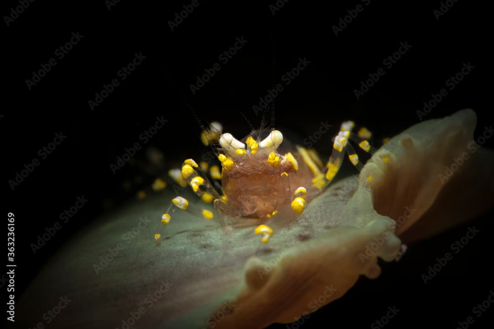 Hidden Corallimorph Shrimp (Pliopontonia furtiva). Underwater macro photography from Aniilao, Philippines