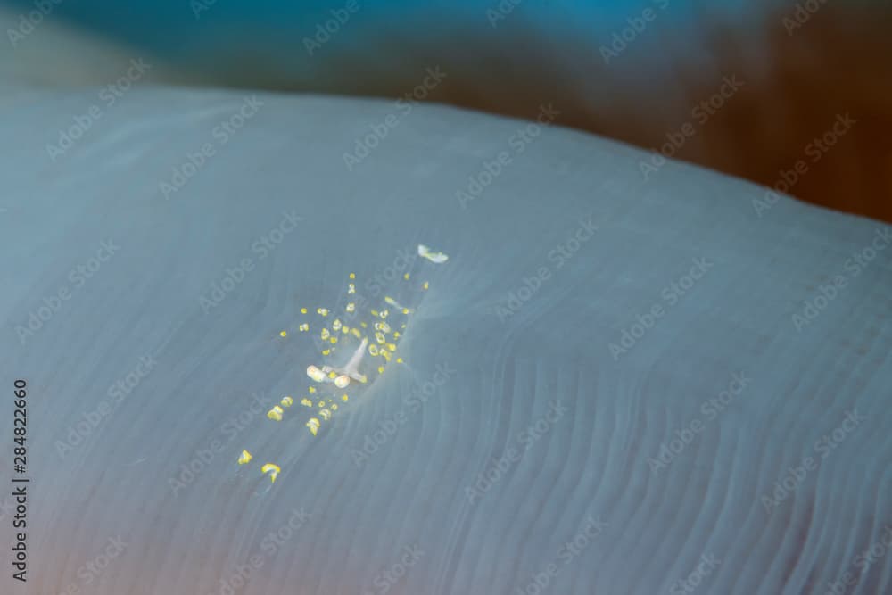 Marine life, Liuqiu island, Taiwan