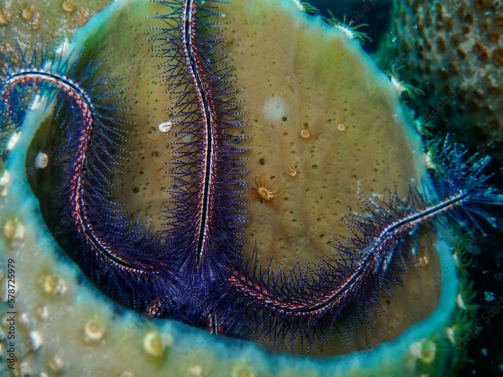 Vibrant purple sponge brittle star on the reef in the Carribbean Sea, Roatan, Bay Islands, Honduras