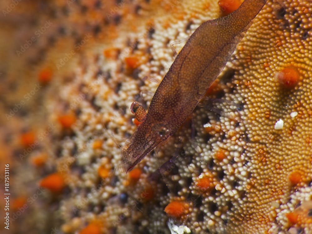 Seestern Garnele, Sea Star Shrimp,  (Periclimenes soror)