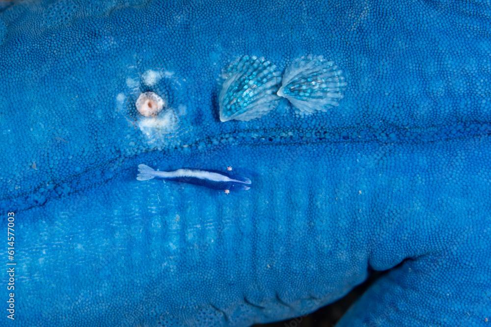 Parasitic snails, Thyca cristallina, feed on a blue sea star on a reef in Indonesia. A mutualistic symbiotic shrimp, Periclimenes soror, also lives on the echinoderm.