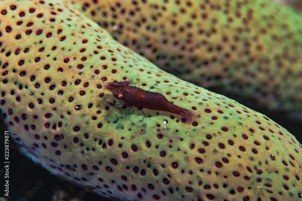 Starfish Commensal Shrimp