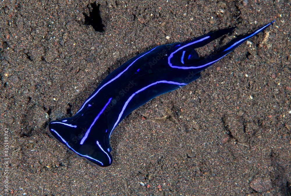 Chelidonura varians - sea slug on the sea bed. Underwater macro world of Tulamben, Bali, Indonesia.