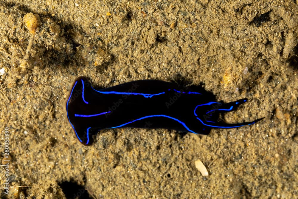 Blue Velvet Headshield Slug, Chelidonura varians, is a species of small sea slug, a marine opisthobranch gastropod mollusc in the order Cephalaspidea