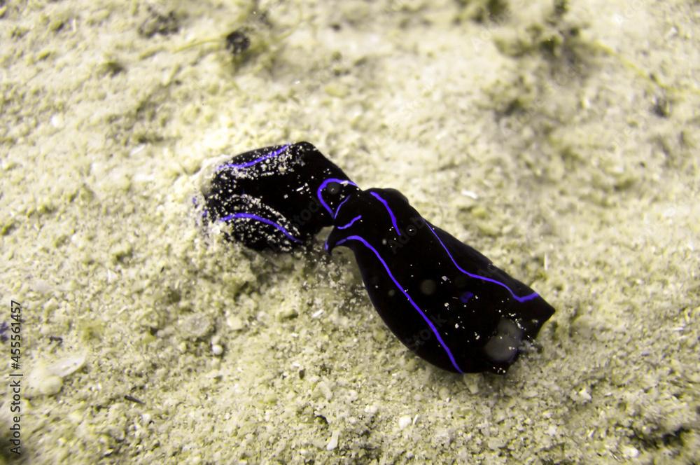 Headshield Slug (Chelidonura Varians) in the filipino sea December 16, 2010