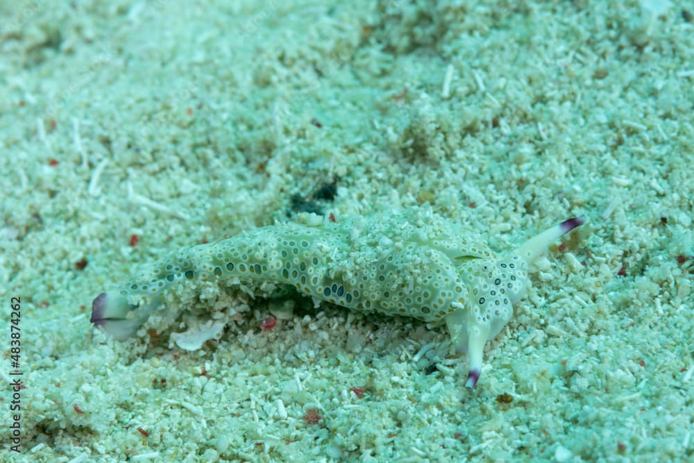 Nudibranchio o lumaca di mare, Plakobranchus ocellatus, in movimento sulla sabbia