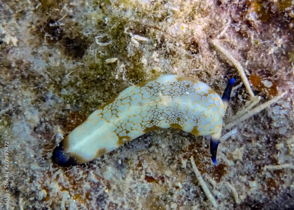 An Ocellated Plakobranchus (Plakobranchus ocellatus)