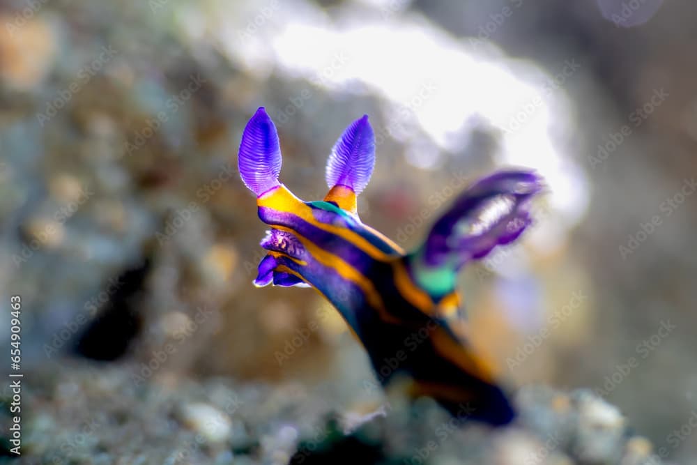 Nudibranch nembrotha purpureolineata