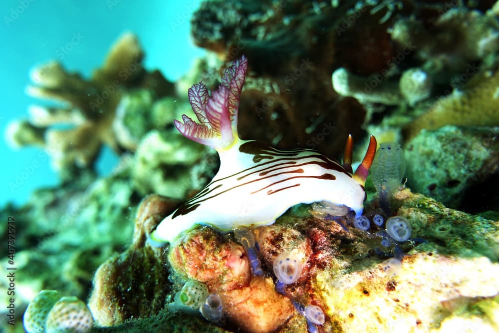 Neonsternschnecke Nembrotha purpureolineata