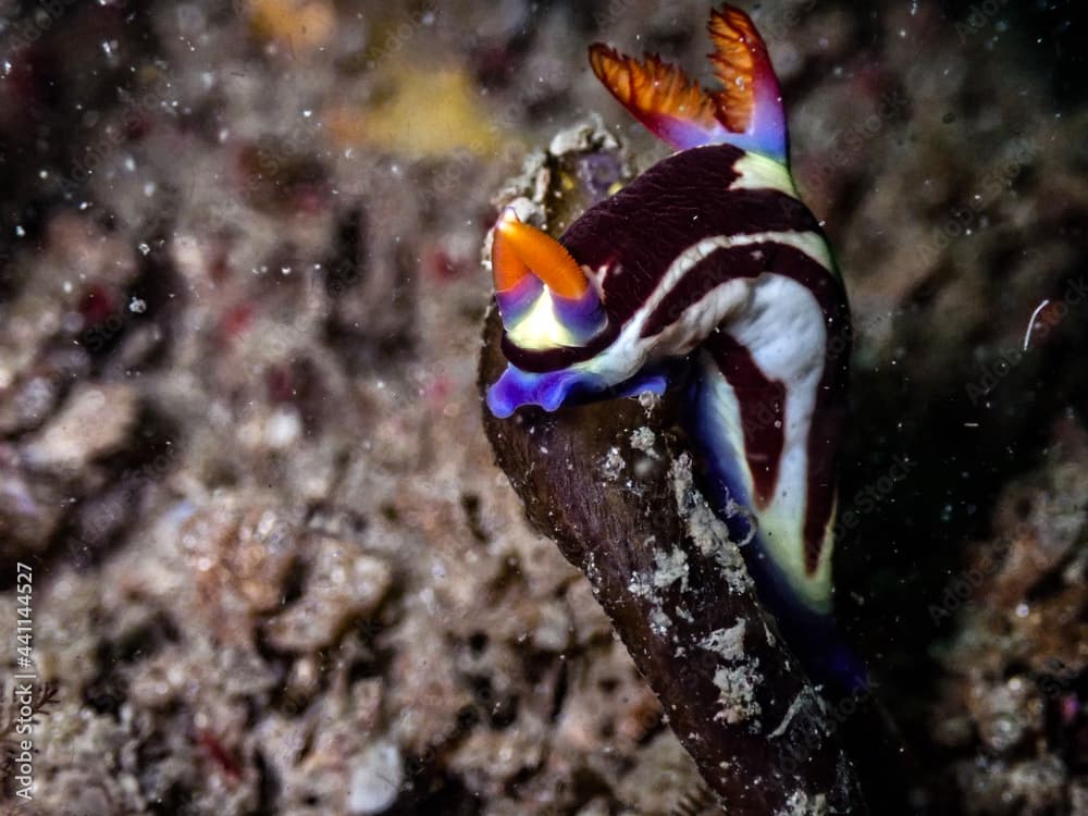 nembrotha Purpureolineata