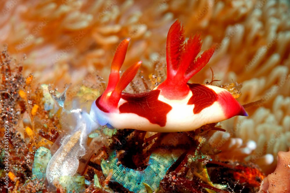 Nudibranch eating Ascidian, the radula can be seen.