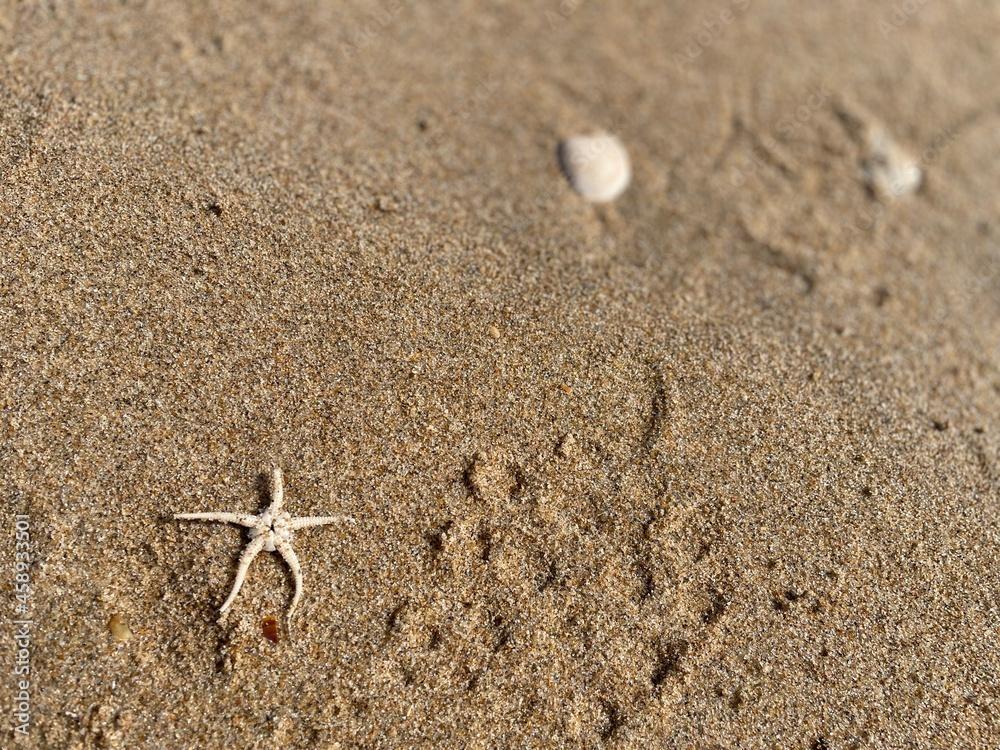 Ophiarachna incrassata on the sand