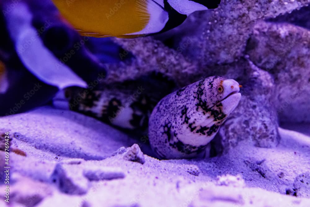 Fish Moray Snow, Moray Snowflake (Echidna nebulosa)