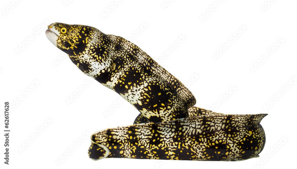 Side view of a Snowflake Moray, Echidna nebulosa