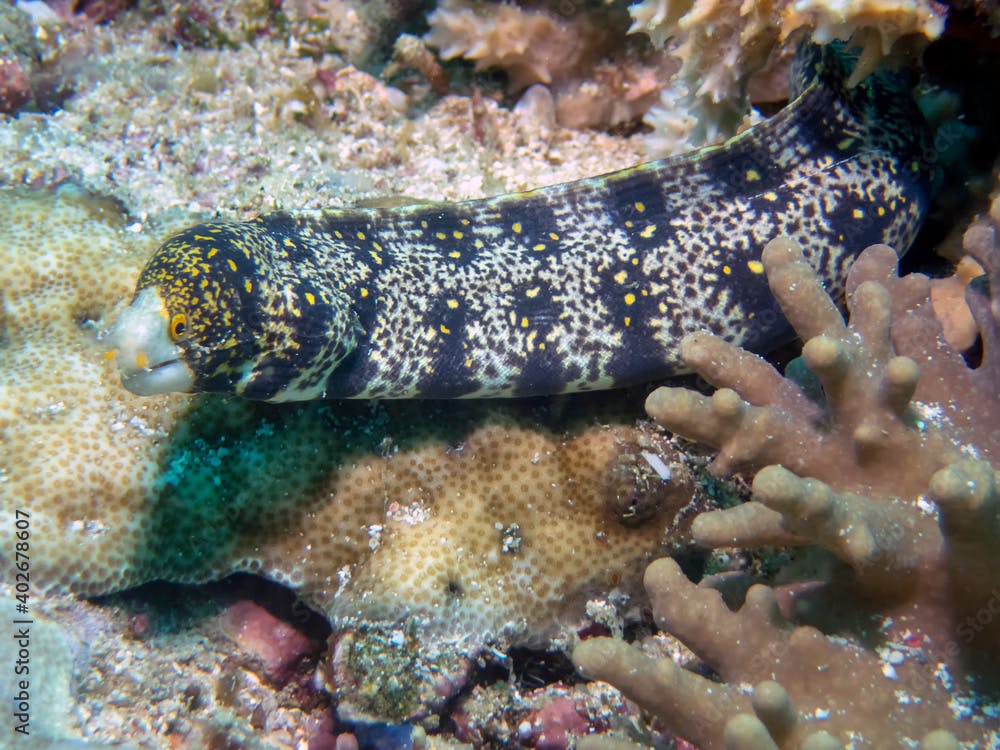 Snowflake Moray Eel (Echidna nebulosa)