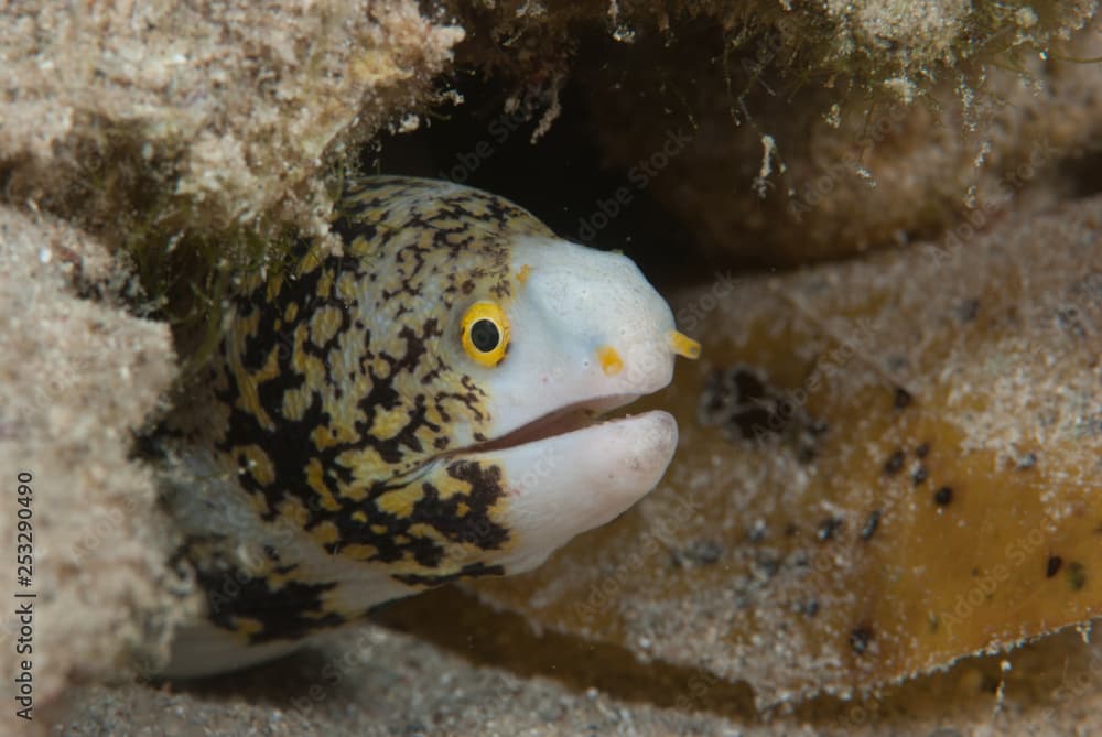 Clouded Moray Echidna nebulosa