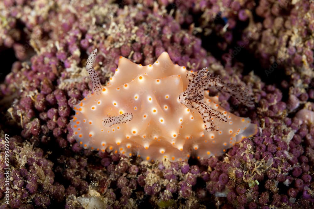 Halgerda carlsoni is a species of sea slug