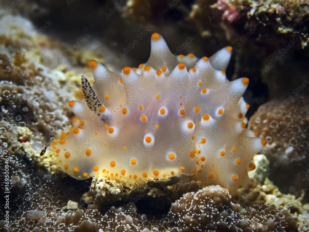 Carlson`s Halgerda, Dorid Nudibranch (Halgerda carlsoni)